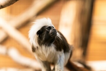 Black and white monkey perched atop a tree branch in the zoo