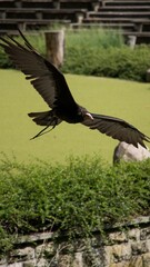 Common vulture soars majestically over the lush green grass in an outdoor zoo habitat