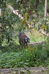 a lemur standing in grass next to trees and greenery