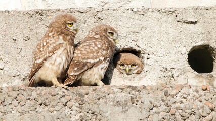 Group of owls perched atop a rocky wall in their nest on a sunny day