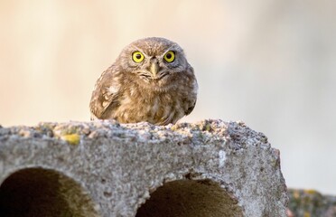 Majestic owl perched atop a rustic stone with its golden eyes focused alertly