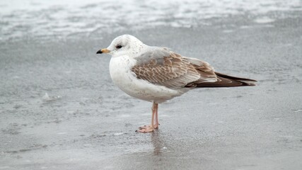 Seagull on a sandy beach near a body of water