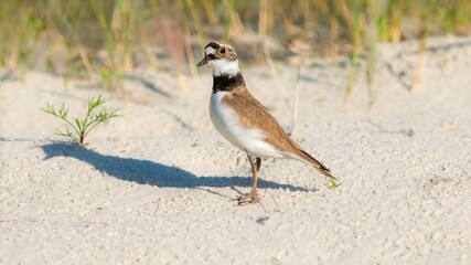 Small seabird perched on a sandy beach on a sunny day