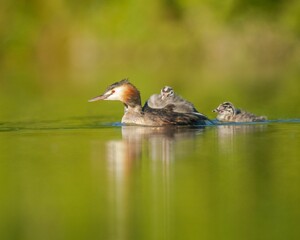 Great crested grebe (Podiceps cristatus) with its babies swimming in a calm lake