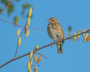 Tree pipit (Anthus trivialis) perched on a tree branch