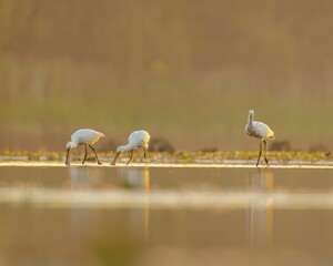 Three spoonbills in their natural habitat
