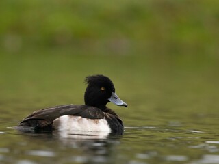 Tufted duck swimming in a calm lake