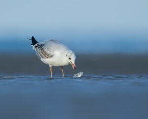 Closeup shot of a seagull catching a fish