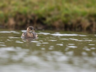 Little grebe (Tachybaptus ruficollis) swimming in a calm lake