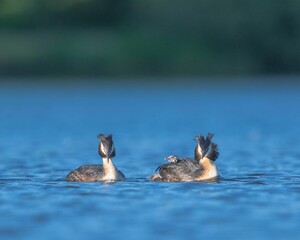 Two great crested grebes (Podiceps cristatus) with their baby swimming in a calm lake