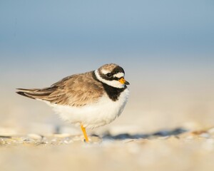 Selective focus shot of a ringed plover (charadrius hiaticula)