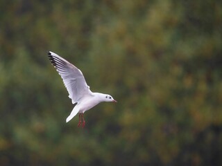 Selective focus shot of a red-billed gull in flight