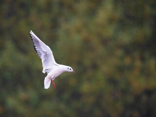 Selective focus shot of a red-billed gull in flight