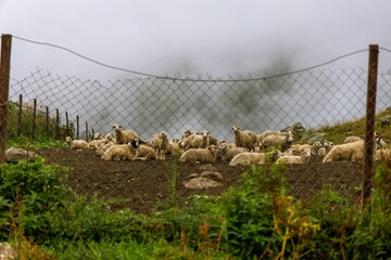 Large flock of sheep peacefully grazing in a lush green field, lying near a wooden fence edge
