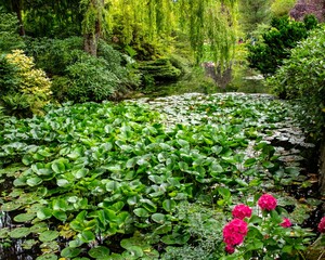 Scenic view of a lily pond in Butchart Gardens, British Columbia.