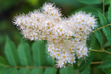 Oak-leaved spirea, Spiraea chamaedryfolia, blooms luxuriantly with small white flowers in the garden