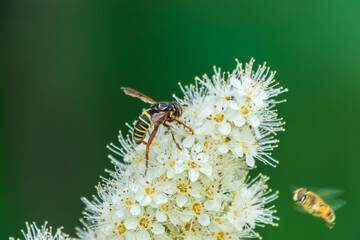 Spiraea chamaedryfolia or germander meadowsweet or elm-leaved spirea white flowers with green background. A bee on white flowers of a honey plant.