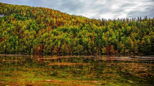 Timelapse on the bank of the beautiful lake Toplitz in Austria with floating leaves in the water and view of the colorful dense forest in autumn with drifting clouds