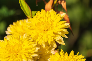 Bunch of yellow aster flowers. Flowering plant in autumnal garden