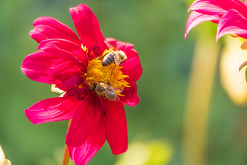 A bee collects nectar from red flowers of Yellow dahlia flower in the garden in summer close-up.