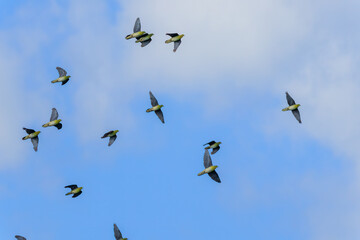 海水のミネラル分を摂取するため、山から波打ち際に飛来してくる美しいアオバト（ハト科）の群れ。
神奈川県の天然記念物に指定。
神奈川県中郡大磯町照ヶ崎海岸にて。
2023年10月21日撮影。

A flock of beautiful White-bellied Green Pigeon fly into the surf from the mountains to ingestion with m