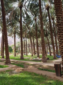 Vertical photograph of the stunning oasis Al Ula in Saudi Arabia, featuring lush palm trees