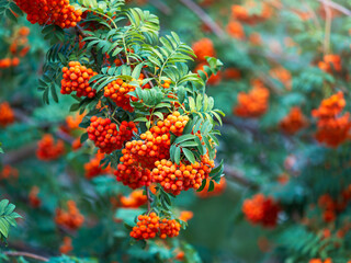 A bunch of red rowan in autumn leaves.