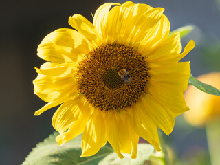 Close-up image of a bumblebee on a sunflower, flower pollen on a bee, no people, macro photography