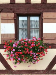 the window has red and pink flowers growing out of it