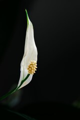 Stock photo shows a white lily situated in the center of the frame
