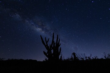 Silhouette of a cactus on the backdrop of the starry night sky