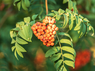 A bunch of red rowan in autumn leaves.