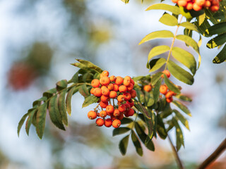 A bunch of red rowan in autumn leaves.