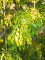 Close up of seeds of the ash, or European ash or common ash, Fraxinus excelsior.