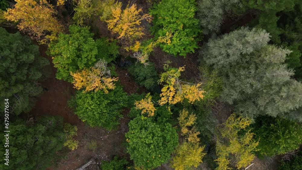 Poster treetops in autumn. forest in autumn. aerial view rising with rotation. golden colors in the forest.