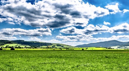 Meadow with wildflowers in the Carpathian mountains, Poland.