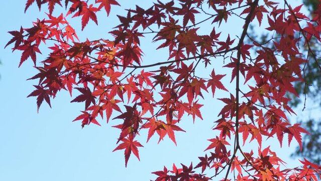 Japanese autumn leaves swaying in the wind. Blue sky.