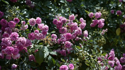 Close-up of a bush with vibrant pink climbing roses and lush green foliage in the background