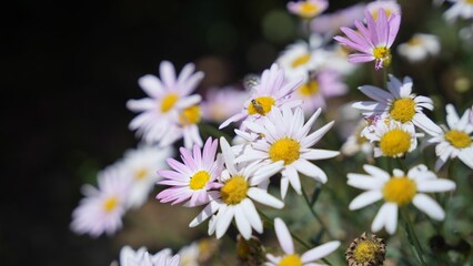 Close-up of white chamomile flowers with several insects perched on them