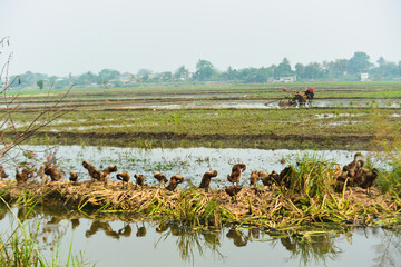Group of ducks swimming in a rice field pond