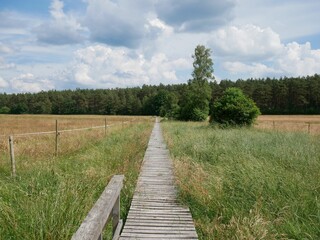 a wooden pathway in a field of tall grass between trees