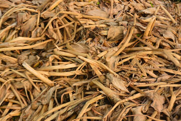 Dried eichornia crassipes plant
