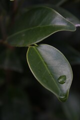 Green plant with water droplets hanging from the leaves and branches