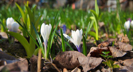 Purple crocus flowers awakening in spring meadow