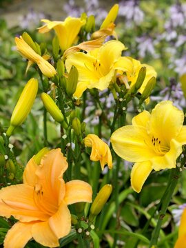Vibrant yellow Amur daylily in full bloom is nestled among lush green garden