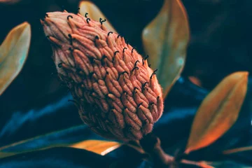 Gordijnen Vibrant orange velvet magnolia seed pod in a close-up shot © Wirestock