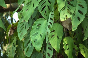 Vibrant, green monstera plant with leaves that have holes