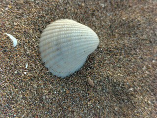 White seashell on the sand. Indonesian beach. Selective focus.
