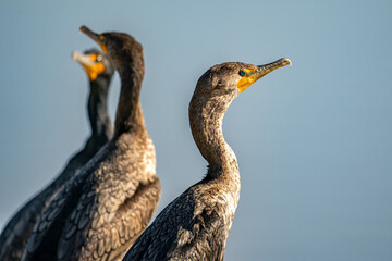 Close-up of a Double-crested cormorants (Phalacrocorax 