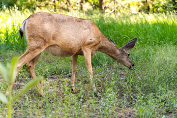 Naklejka na ściany i meble Black Tailed Mule Deer (Odocoileus hemionus columbianus) eating leaves from a tree. 
